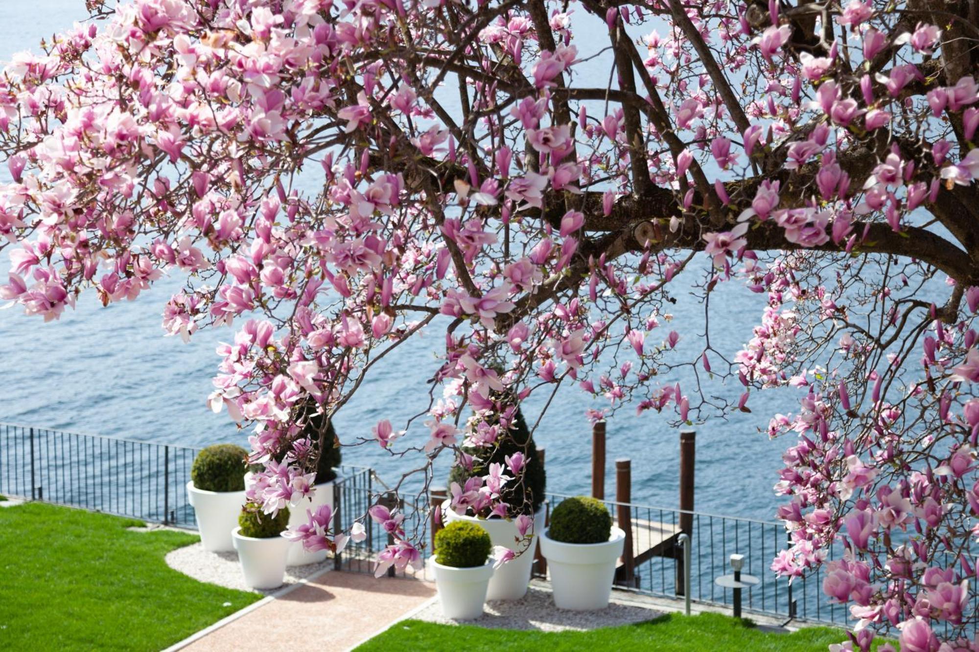 Bifora65 Flats And Garden - Lakeview Leilighet Orta San Giulio Eksteriør bilde